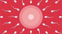 So verändern sich Eizellen und Spermien