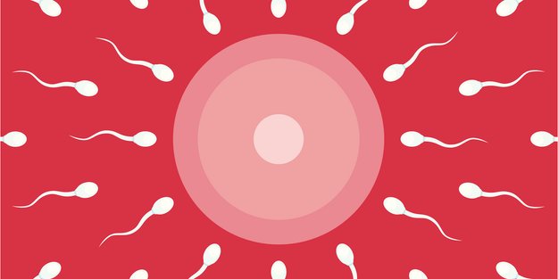 So verändern sich Eizellen und Spermien