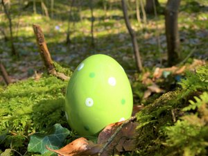 grünes Ei im Moos grünes Ei im Moos