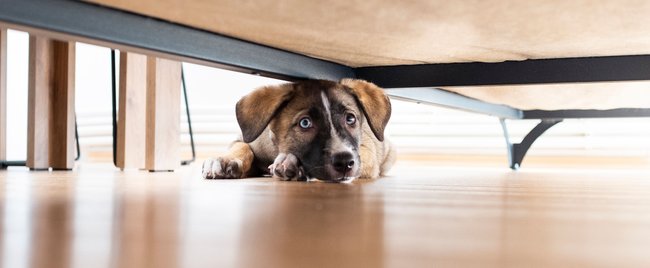 Sehr sensibel: Hunderassen, die großes Einfühlungsvermögen erfordern