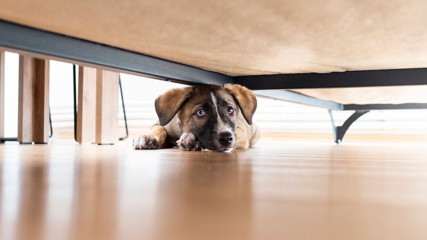 Ängstlicher Hund liegt unter dem Bett