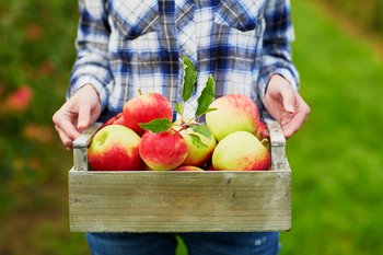 Äpfel sind natürliche Appetitzügler Äpfel sind natürliche Appetitzügler