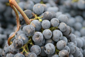 Trauben Resveratrol Trauben Resveratrol