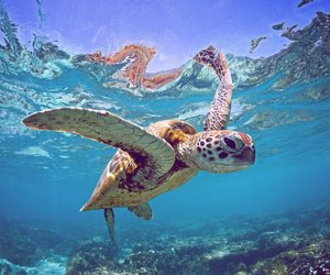 Schildkröten-Tattoo: Bedeutung und Motive für ein schönes Meeres-Tattoo