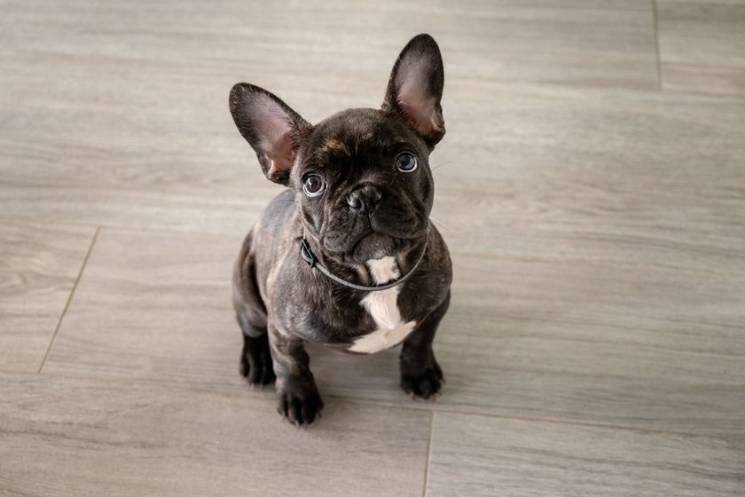 Französische Bulldogge