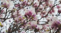 Bedeutung von Magnolien: Welche Symbolik haben die schönen Blumen?