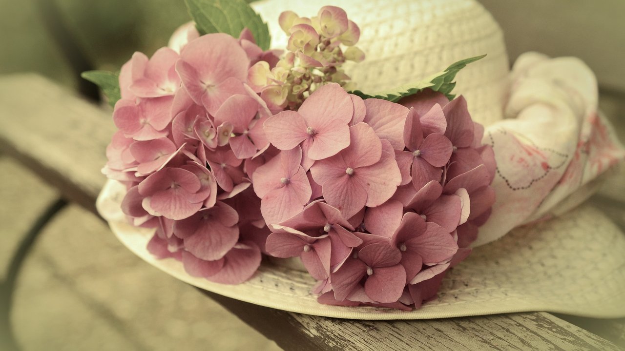 Hortensien passen ideal zur herbstlichen Jahreszeit. 