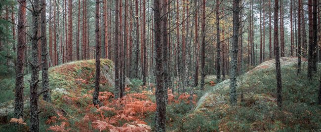 Tolle Parfums, die dich auf einen Herbstspaziergang in Schweden entführen