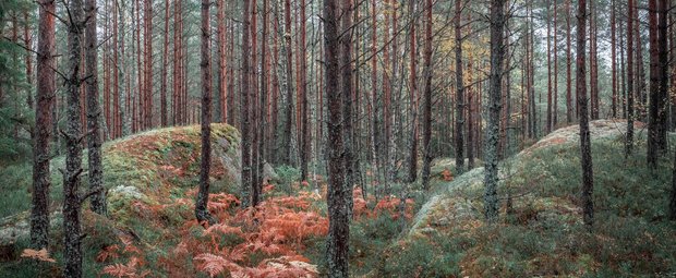 Diese Düfte erinnern an einen Herbsttag in Schweden