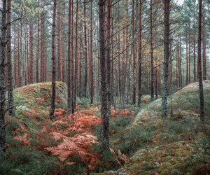 Diese Düfte erinnern an einen Herbsttag in Schweden