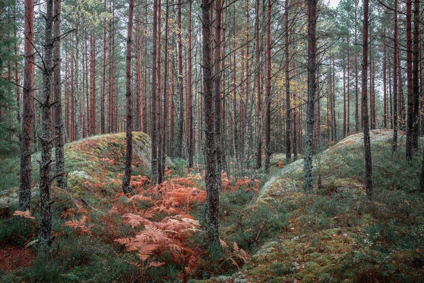 Parfums, die an Schweden erinnern