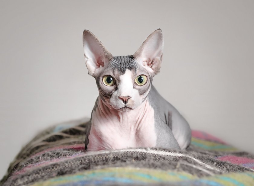 Sphynx Katze 