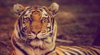 Traumdeutung Tiger: Wofür steht die Raubkatze im Traum?