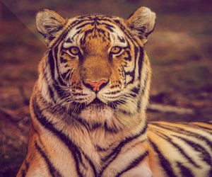 Traumdeutung Tiger: Wofür steht die Raubkatze im Traum?