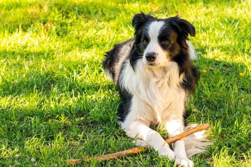 Border Collie