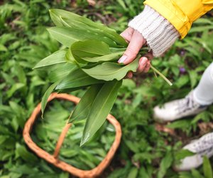 Bärlauch anpflanzen: Mit diesen Tipps gelingt es dir