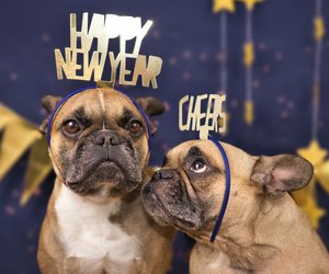 Silvester Glückwünsche: Schöne und lustige Sprüche zum Verschicken