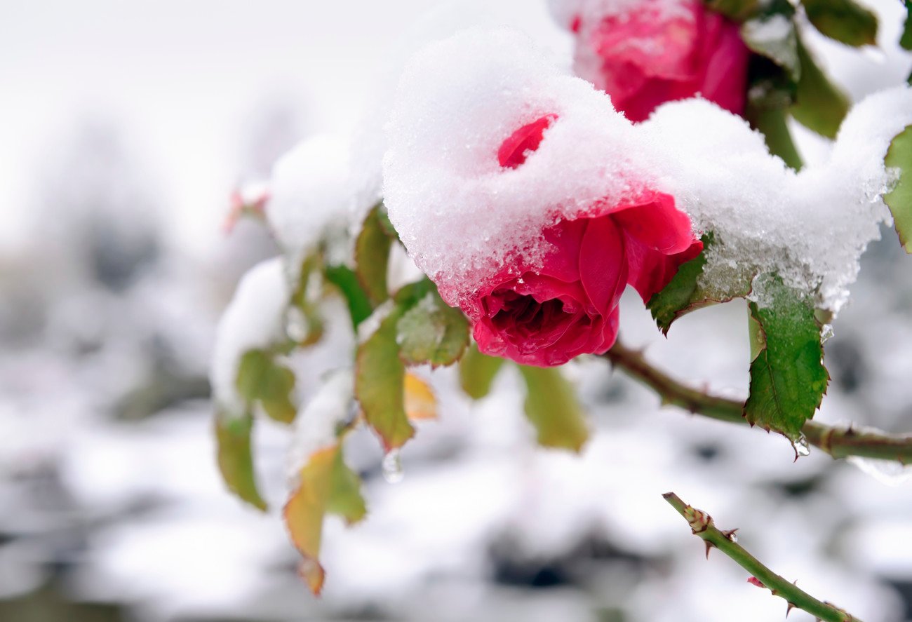 Pflanzen überwintern Pflanzen überwintern