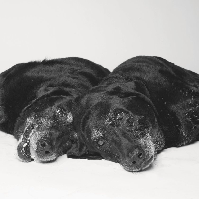 Labrador-Pärchen Maddie & Elle: 14 und 13 Jahre alt