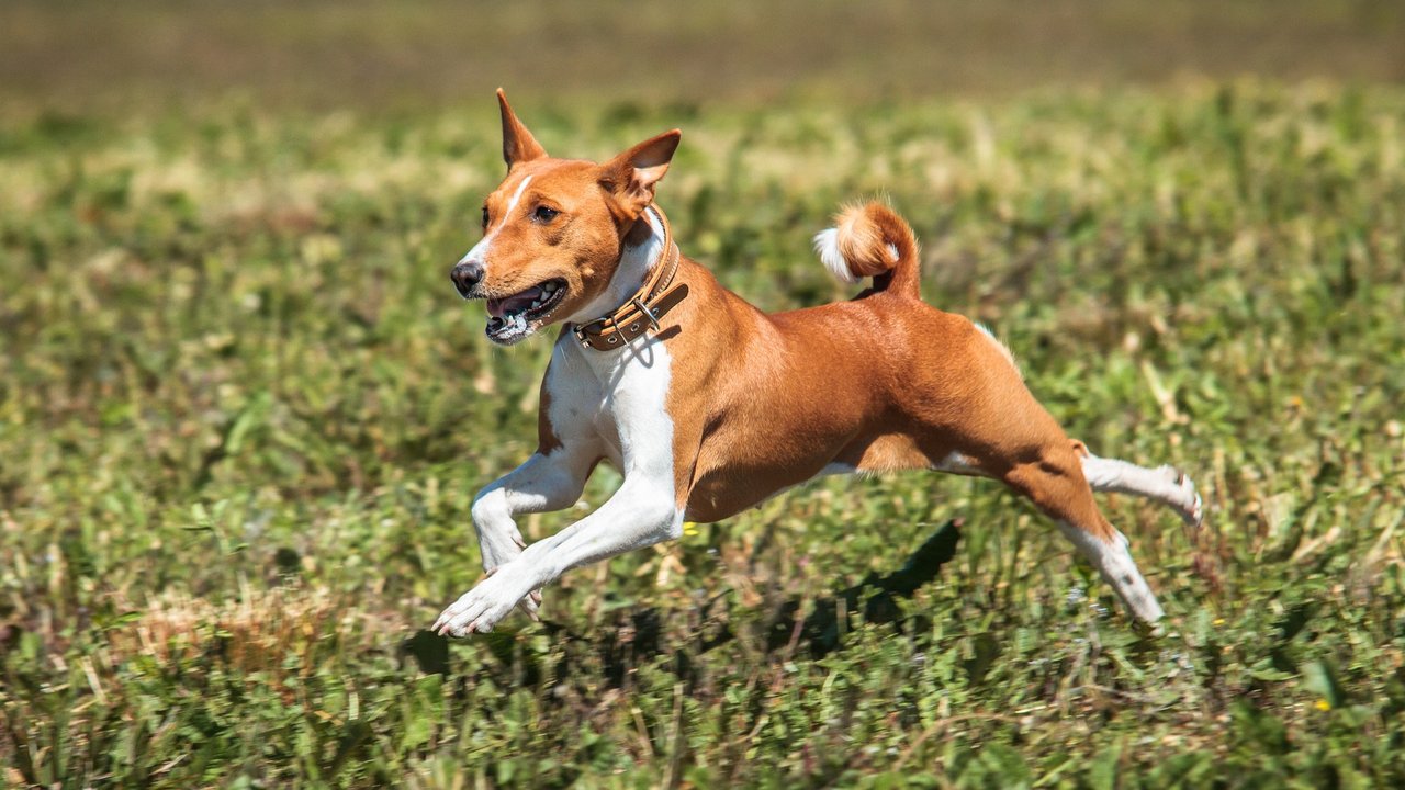 Basenji in Aktion