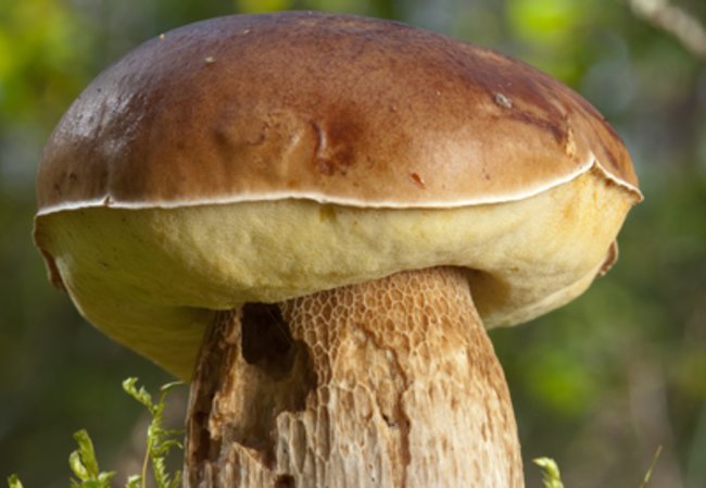 Steinpilz schmecken leicht nussig Steinpilz schmecken leicht nussig