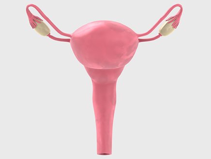 Die Gebärmutter (Uterus) beherbergt Dein Baby während der Schwangerschaft