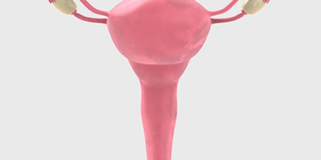 Die Gebärmutter (Uterus) beherbergt Dein Baby während der Schwangerschaft Die Gebärmutter (Uterus) beherbergt Dein Baby während der Schwangerschaft