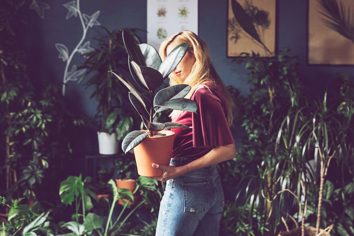 7 Zimmerpflanzen Die Wenig Licht Brauchen Desired De