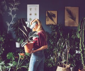 7 Zimmerpflanzen, die wenig Licht brauchen