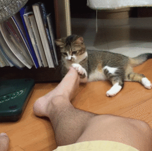 Katze beist Mann in den Fuß.