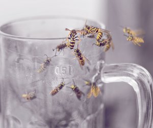 Wespensaison 2023: Bleibt die Wespenplage dieses Jahr aus?