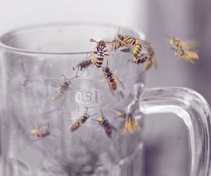 Wespensaison 2022: Deshalb gibt es dieses Jahr so viele Wespen
