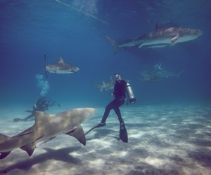 Sardinien und Haie: Das müssen Urlauber wissen!