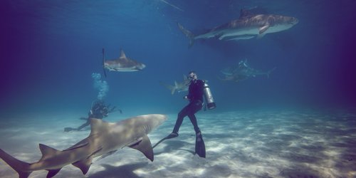 Sardinien und Haie: Das müssen Urlauber wissen!