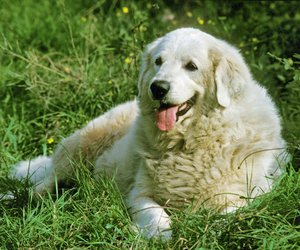 Entspannte Vierbeiner: Hunderassen, die es lieben, zu relaxen