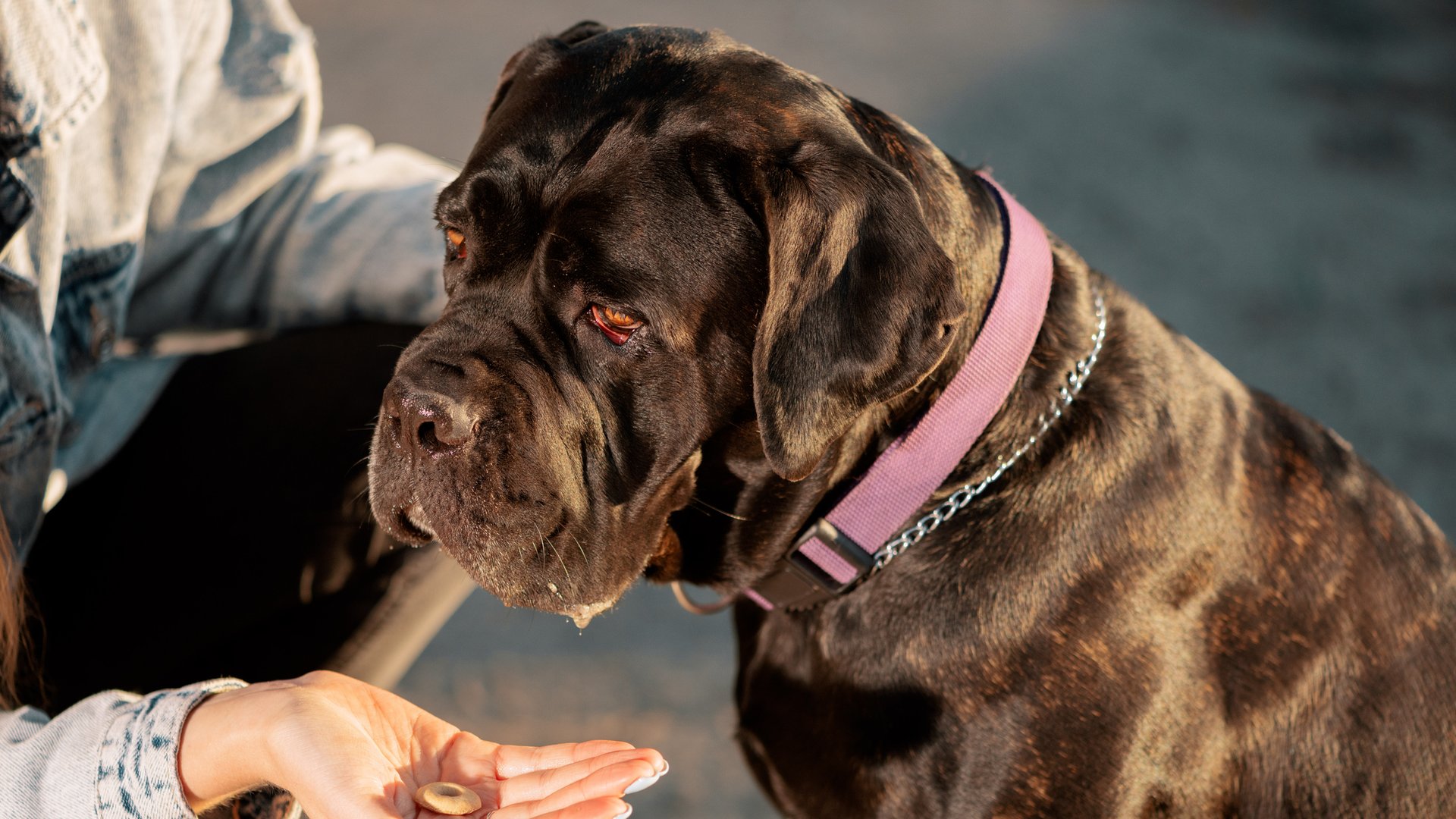Listen-Hunde-Rassen-die-in-Deutschland-verboten-sind