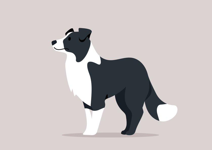 Border-Collie
