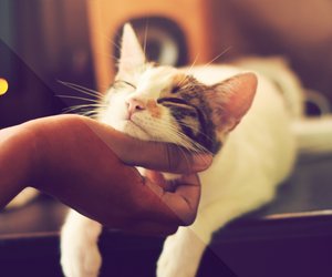 Traumdeutung Katze: Wieso träumen wir vom süßen Vierbeiner?