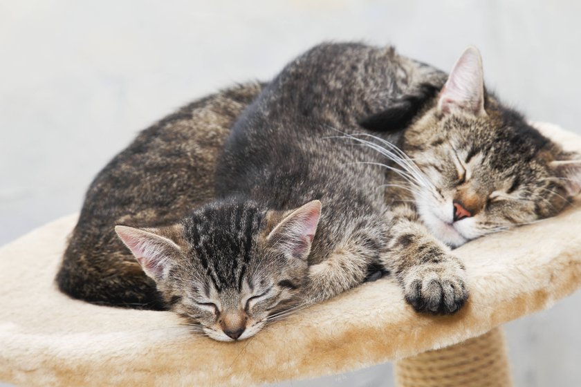 Katzen schlafen zusammen auf einem Kratzbaum