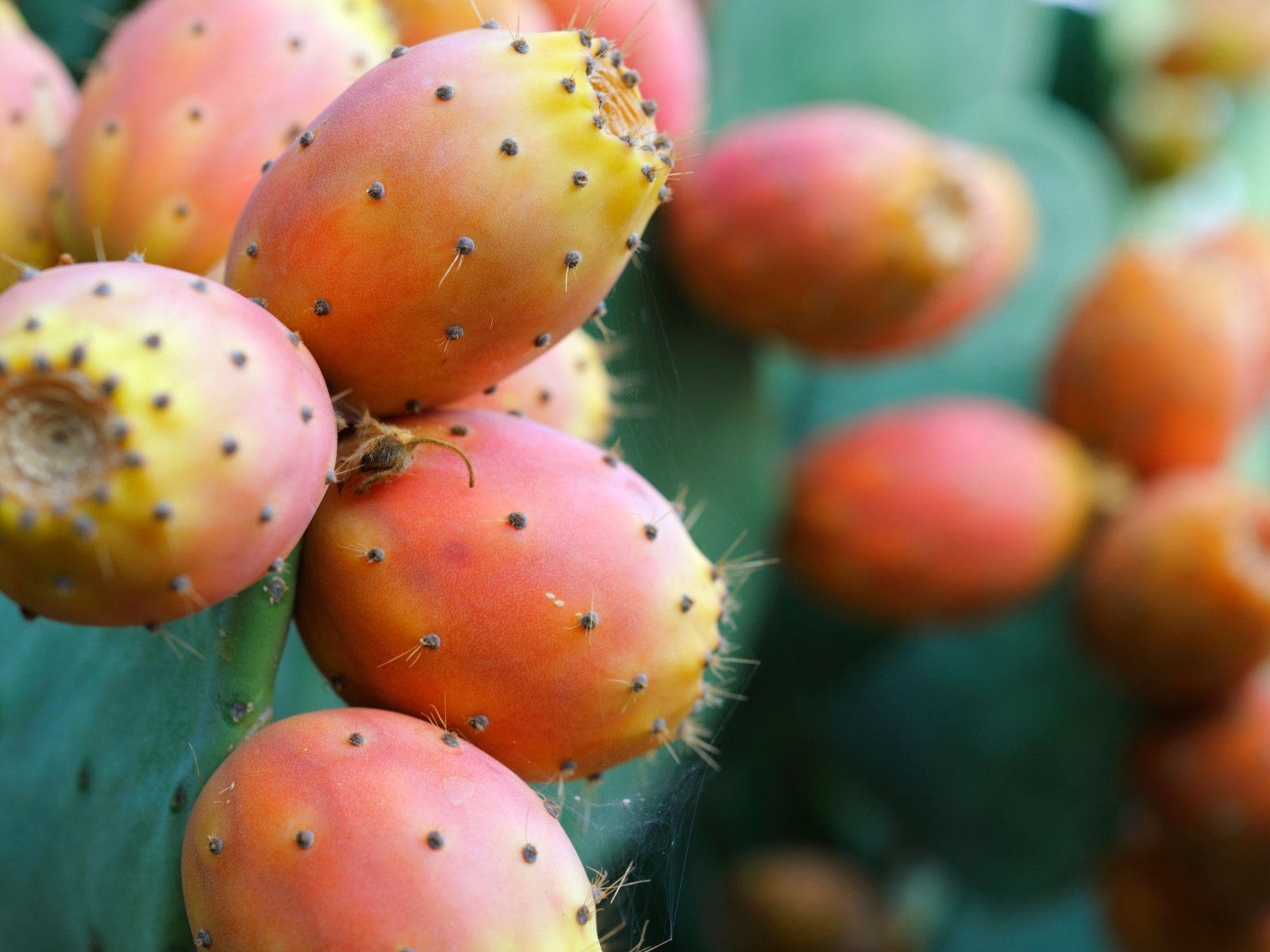 Gesunde Kaktusfeige: Welche Nhrstoffe enthlt die exotische Frucht?