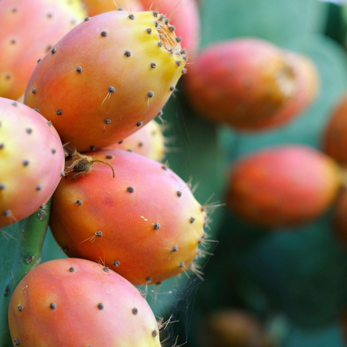 Gesunde Kaktusfeige: Welche Nhrstoffe enthlt die exotische Frucht?