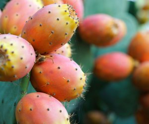 Gesunde Kaktusfeige: Welche Nährstoffe enthält die exotische Frucht?