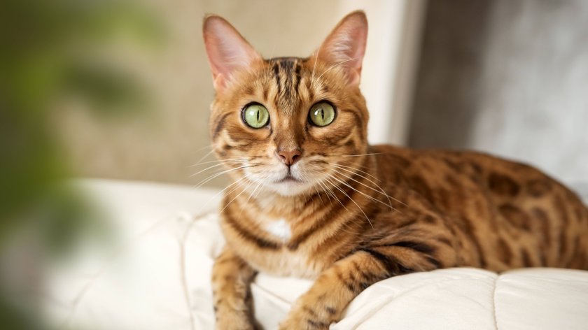 Bengalkatze