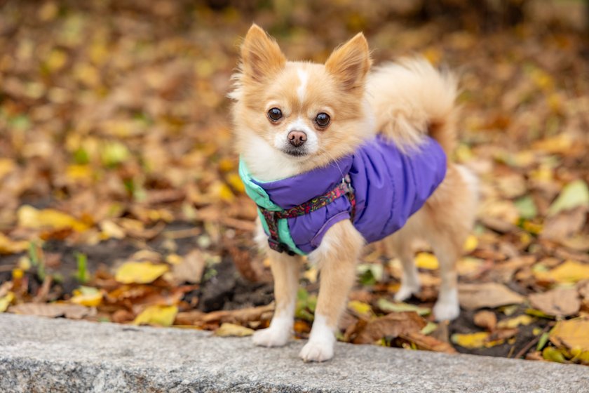 Ein kleiner Chihuahua trägt eine lilafarbene Weste und schaut in die Kamera.