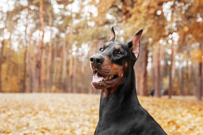 Ein Dobermann sitzt im Herbst in einem Wald.