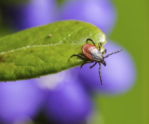 Lyme-Borreliose - ein kleiner Biss mit großen Folgen