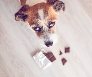 Giftige Lebensmittel: Was dürfen Hunde nicht essen?