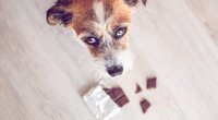 Giftig: Diese Lebensmittel für Menschen darfst du deinem Hund nie füttern!