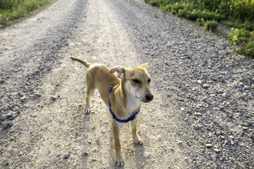 Podenco