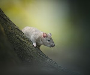 Chinesisches Sternzeichen Ratte: Bedeutung und Eigenschaften